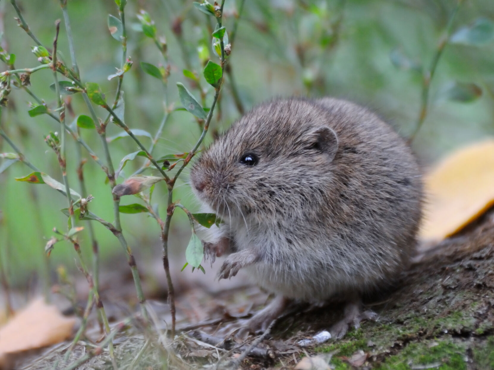 Common Vole among grass